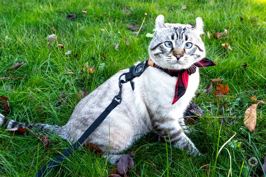 Harness-Training-Your-Cat-Part-Two-Getting-Adventure-Ready