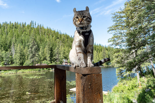 The Unique Highland Lynx Cat: Unraveling Traits - Montecore PawPrints