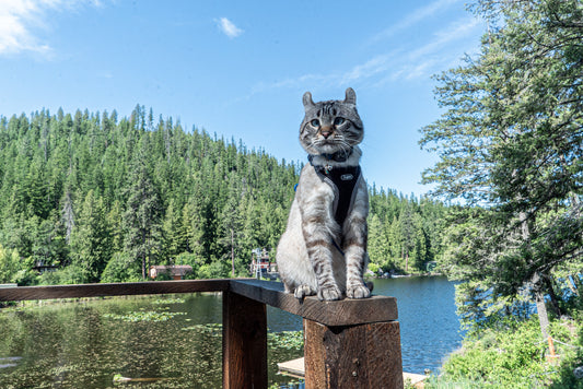 Montecore-s-RV-Adventures-Exploring-Beaver-Bay